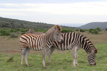 Viaggio in Sud Africa