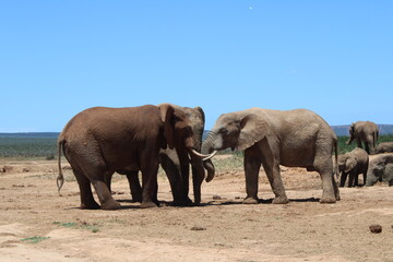 Fototapeta premium Viaggio in Sud Africa