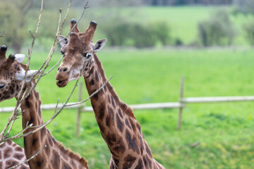 Head shot of a reticulated giraffe (giraffa camelopardalis)