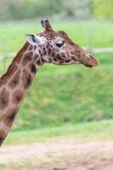 Head shot of a reticulated giraffe (giraffa camelopardalis)