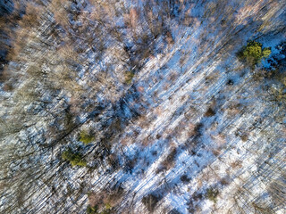 Aerial view of a snow-covered forest with trees casting long shadows. The tranquil winter landscape highlights the beauty of nature.