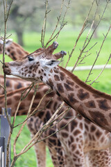 Head shot of a reticulated giraffe (giraffa camelopardalis) eating a branch
