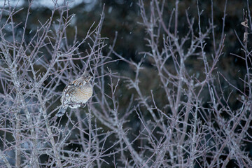 Winter ruffed grouse enjoying some tree buds before retiring for the evening.