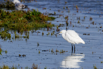 Little Egret (Egretta garzetta) - Commonly found in wetlands, coastal areas, and estuaries