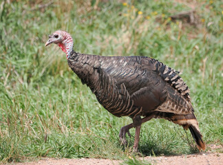 A Close-up Image of a Wild Turkey Struting in the High Grass