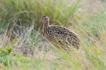 Tinamou in grassland environment, Pampas, Argentina