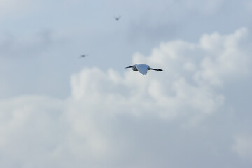Little Egret (Egretta garzetta) - Commonly found in wetlands, coastal areas, and estuaries