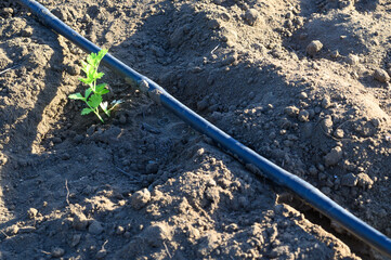 Young plant thriving alongside irrigation in a sunlit garden soil patch