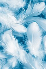 Obraz premium Fluffy white bird feathers blue alternative photography in cyanotype style