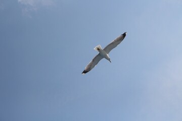 Gaviota cazando