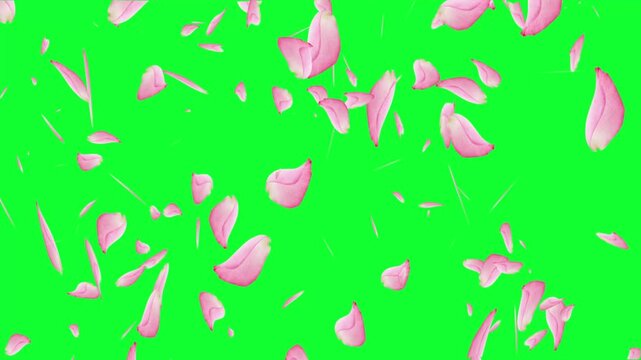 4k animation of blossom flying Falling Creating Elegant pink rose petals seasonal confetti vertical motion graphics on green screen background, gorgeous rose flower petals rain on the chroma key