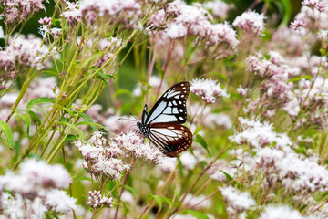 Obraz premium イブキトラノオに止まるアサギマダラ