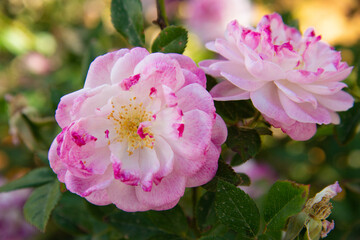 Close-Up of Yellow Rose with Pink Edges