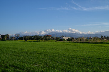 Expansive green field under a bright blue sky with distant mountains in the background