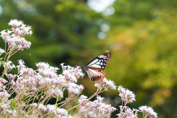 イブキトラノオに止まるアサギマダラ