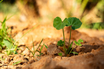 Young Plant Sprouting from Moist Soil
