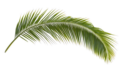 Fototapeta premium Green Coconut Palm Leaf on Clear Background Generative AI