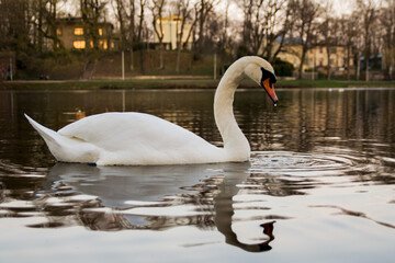 swan on the lake