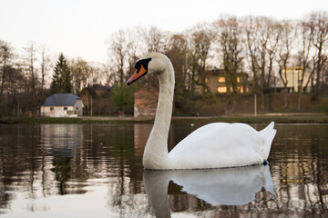 swan on the lake