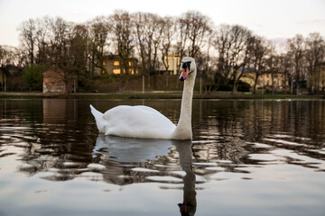swan on the lake
