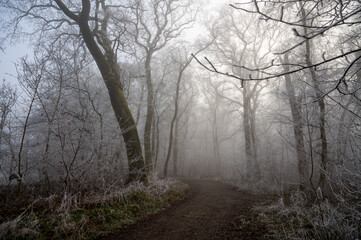 Nebel im Wald