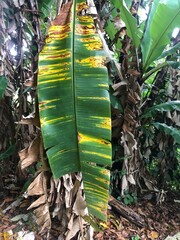 Black Sigatoka Infection on Banana Plant: A Visual Insight into the Devastating Fungal Disease