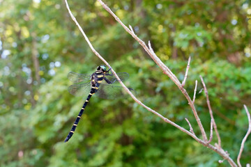 小枝に止まるオニヤンマ