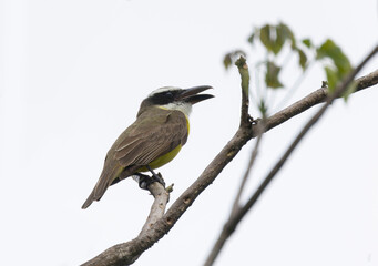 Boat-billed Flycatcher (Megarynchus pitangua)