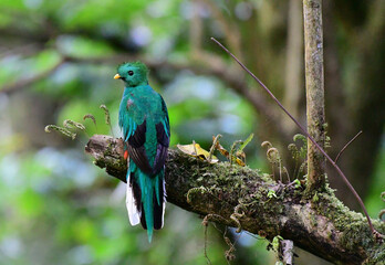 Resplendent Quetzal (Pharomachrus mocinno) Juvenile Male