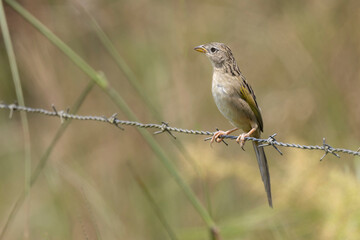 Wedge-tailed Grass Finch (Emberizoides herbicola)