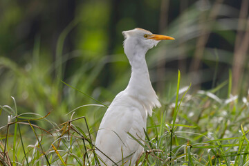 Western Cattle-Egret (Ardea ibis)
