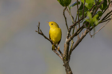 Yellow Warbler (Setophaga petechia)