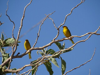 Can&aacute;rio-da-terra