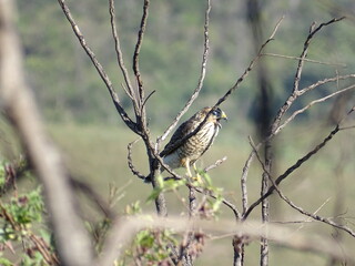 Gavi&atilde;o-carij&oacute; 