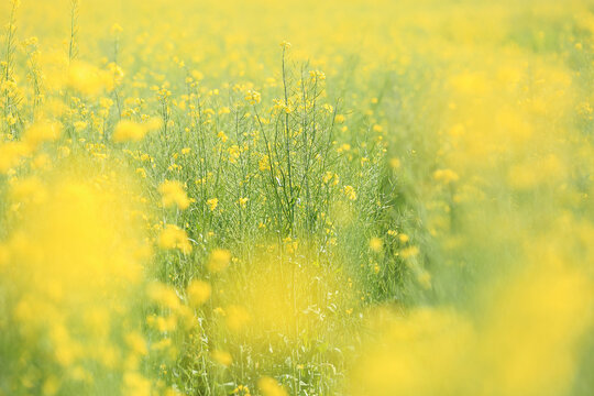 유채꽃,잎,학원농장,선동리,고창군,전북