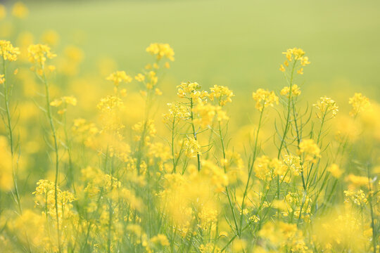 유채꽃,잎,학원농장,선동리,고창군,전북
