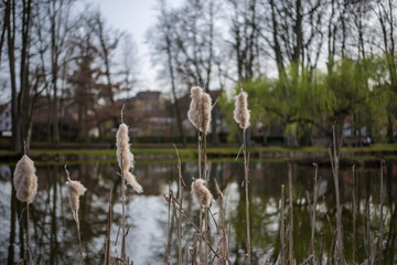 puffy reeds by the clean transparent waters of the lake in the park of a medieval castle with a...