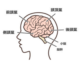 脳の図解