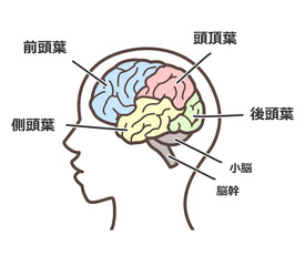 脳の図解