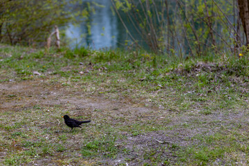 Blackbird on the bank of a reservoir near water bushes