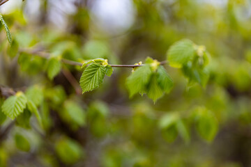 Green young leaves on a branch close-up in spring