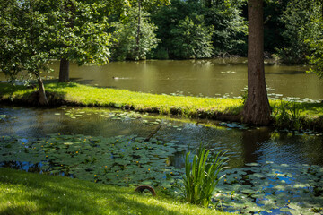 wild ducks in the clean transparent waters of the medieval castle pond covered with water lilies