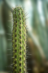 A detailed close-up of a green cactus with sharp spines