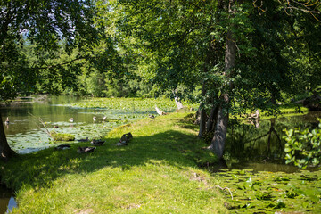 wild ducks in the clean transparent waters of the medieval castle pond covered with water lilies