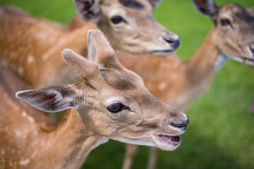 Naklejka premium young shy fallow deer playing in the green meadow