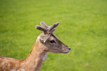 young shy fallow deer playing in the green meadow