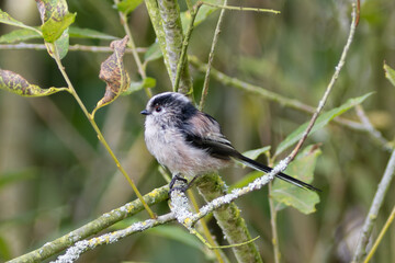 Long-tailed Tit (Aegithalos caudatus) - Common in European Woodlands and Parks