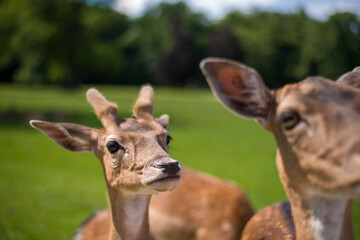 young shy fallow deer playing in the green meadow