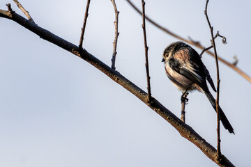 Long-tailed Tit (Aegithalos caudatus) - Common in European Woodlands and Parks