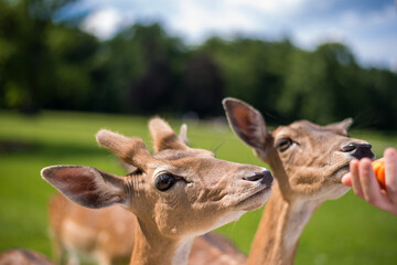 young shy fallow deer playing in the green meadow